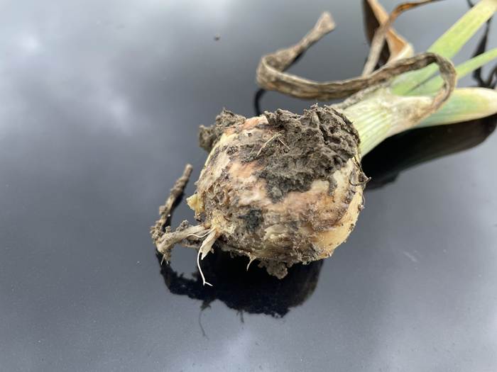 Zaaiui fusarium 2.png